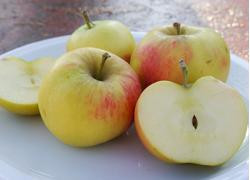 Produktfoto zu Apfel Elstar