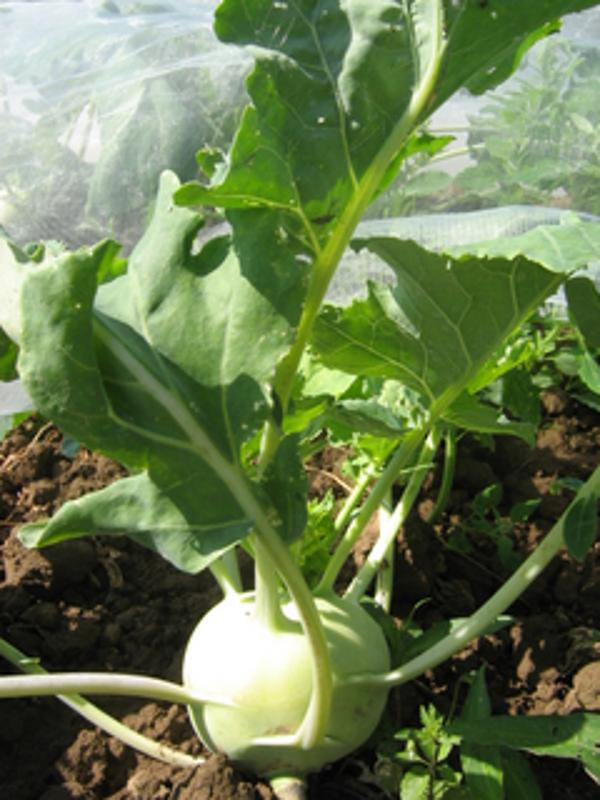 Produktfoto zu Kohlrabi - deutsch