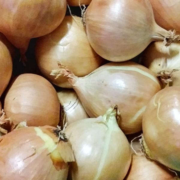 Produktfoto zu Zwiebel gelb