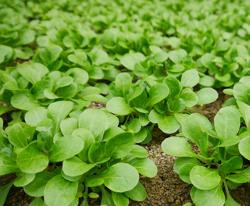 Produktfoto zu Feldsalat