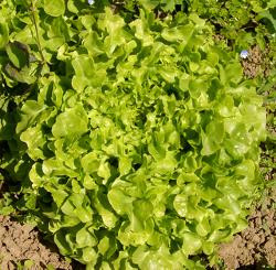 Produktfoto zu Eichblattsalat