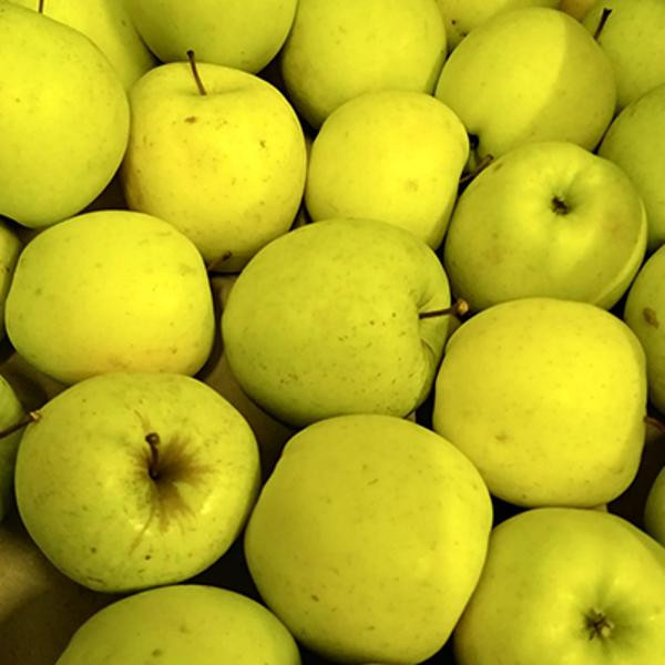 Produktfoto zu Apfel Golden Delicious ECOCERT